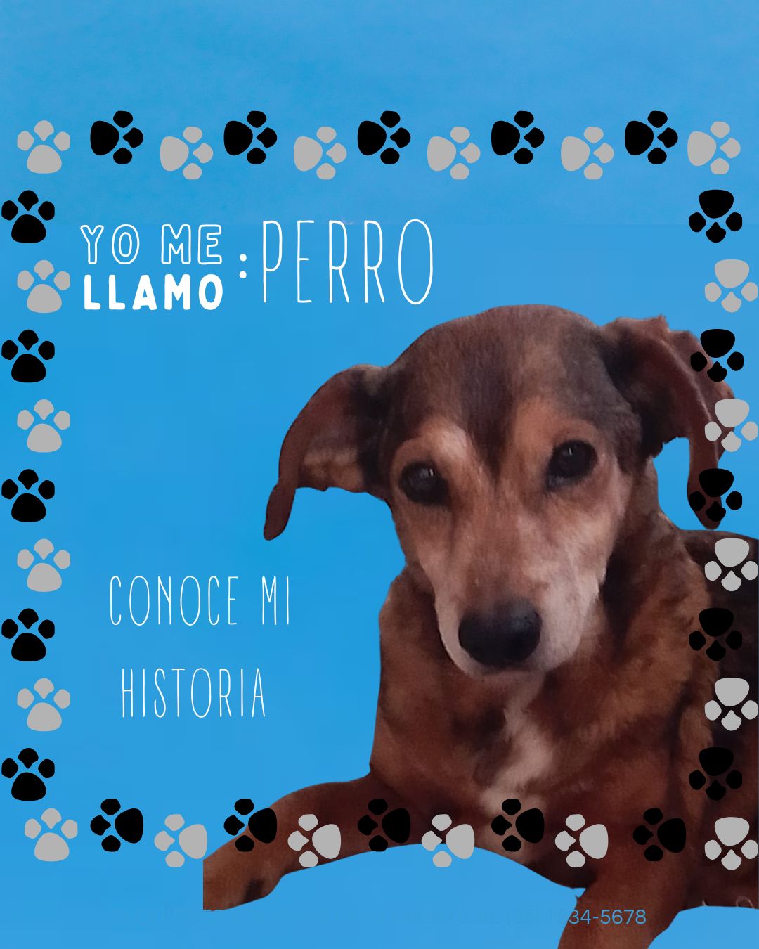 Perro