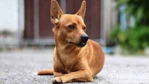 Rehabilitación animal