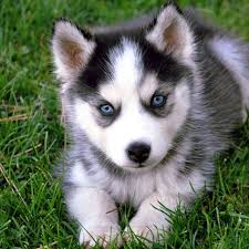 Adopción responsable